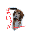 喜怒哀楽が激しい犬様との日常（個別スタンプ：39）