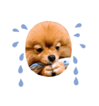 チャイくん❤︎（個別スタンプ：4）
