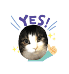 すずスタンプ-norwegianforestcat-（個別スタンプ：1）