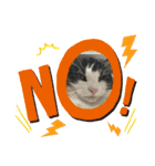 すずスタンプ-norwegianforestcat-（個別スタンプ：2）