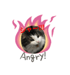 すずスタンプ-norwegianforestcat-（個別スタンプ：3）