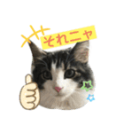すずスタンプ-norwegianforestcat-（個別スタンプ：4）