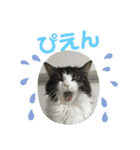 すずスタンプ-norwegianforestcat-（個別スタンプ：7）