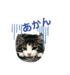 すずスタンプ-norwegianforestcat-（個別スタンプ：9）