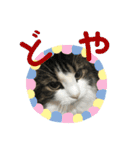 すずスタンプ-norwegianforestcat-（個別スタンプ：10）