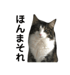 すずスタンプ-norwegianforestcat-（個別スタンプ：11）