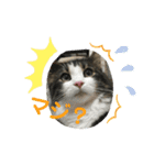 すずスタンプ-norwegianforestcat-（個別スタンプ：12）