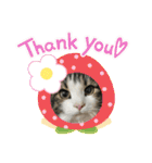 すずスタンプ-norwegianforestcat-（個別スタンプ：13）