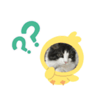 すずスタンプ-norwegianforestcat-（個別スタンプ：14）