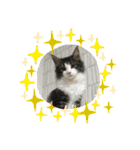 すずスタンプ-norwegianforestcat-（個別スタンプ：15）