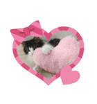 すずスタンプ-norwegianforestcat-（個別スタンプ：17）