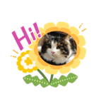 すずスタンプ-norwegianforestcat-（個別スタンプ：18）