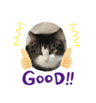 すずスタンプ-norwegianforestcat-（個別スタンプ：19）
