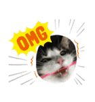 すずスタンプ-norwegianforestcat-（個別スタンプ：20）