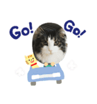 すずスタンプ-norwegianforestcat-（個別スタンプ：21）