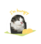 すずスタンプ-norwegianforestcat-（個別スタンプ：23）