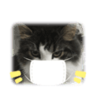 すずスタンプ-norwegianforestcat-（個別スタンプ：24）