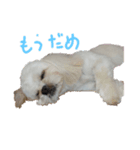 僕、クゥちゃんです（個別スタンプ：1）