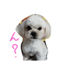 僕、クゥちゃんです（個別スタンプ：4）