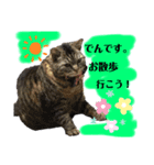 でんちゃんスタンプ5（個別スタンプ：1）