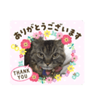 でんちゃんスタンプ5（個別スタンプ：6）