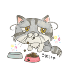 エキゾチックロングヘア（個別スタンプ：4）