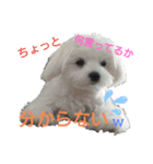 家のマル（個別スタンプ：5）