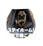 パグのポコちゃん2（個別スタンプ：5）