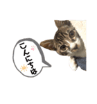 ポポとカリンの日常（個別スタンプ：6）