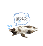 ポポとカリンの日常（個別スタンプ：13）
