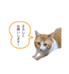 ポポとカリンの日常（個別スタンプ：15）