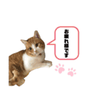 ポポとカリンの日常（個別スタンプ：16）