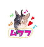 キャッスルドアの愛猫達（個別スタンプ：1）