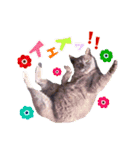 キャッスルドアの愛猫達（個別スタンプ：4）