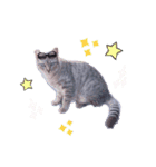 キャッスルドアの愛猫達（個別スタンプ：6）