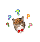 キャッスルドアの愛猫達（個別スタンプ：9）