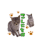 キャッスルドアの愛猫達（個別スタンプ：11）
