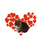 キャッスルドアの愛猫達（個別スタンプ：13）