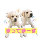 ラブラドールパピー  ライクキっ子（個別スタンプ：1）