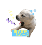 ラブラドールパピー  ライクキっ子（個別スタンプ：2）