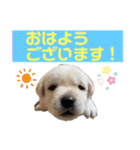 ラブラドールパピー  ライクキっ子（個別スタンプ：3）