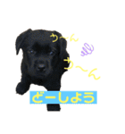 ラブラドールパピー  ライクキっ子（個別スタンプ：4）