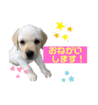 ラブラドールパピー  ライクキっ子（個別スタンプ：5）