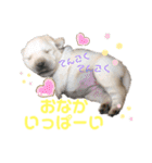 ラブラドールパピー  ライクキっ子（個別スタンプ：8）