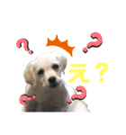ラブラドールパピー  ライクキっ子（個別スタンプ：11）