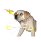 ラブラドールパピー  ライクキっ子（個別スタンプ：19）