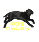 ラブラドールパピー  ライクキっ子（個別スタンプ：20）