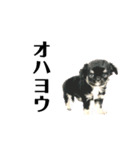 オラオラコテツ（個別スタンプ：1）