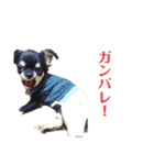 オラオラコテツ（個別スタンプ：4）