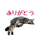 わがやのオチさん（個別スタンプ：1）